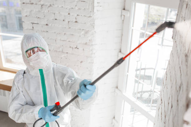 Best Black Mold Removal  in Cementon, PA